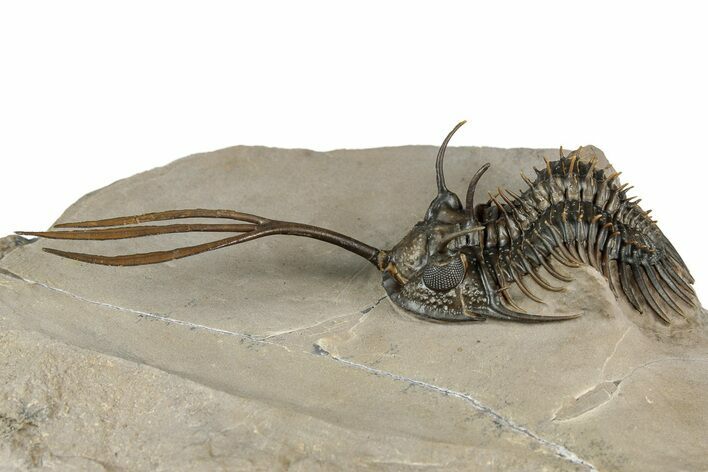 Spiny Trident Walliserops Trilobite - Foum Zguid, Morocco #354576